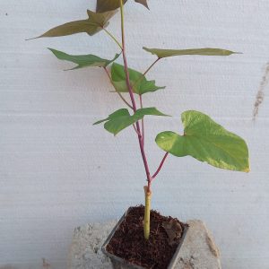 Ipomoea batatas (Red)