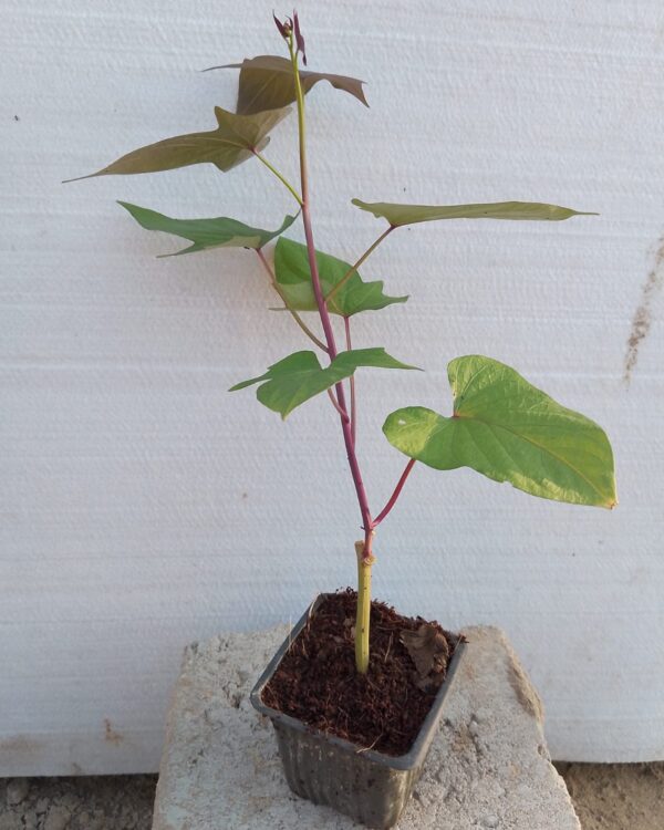 Ipomoea batatas (Red)