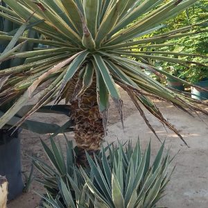 Agave sisalana variegata