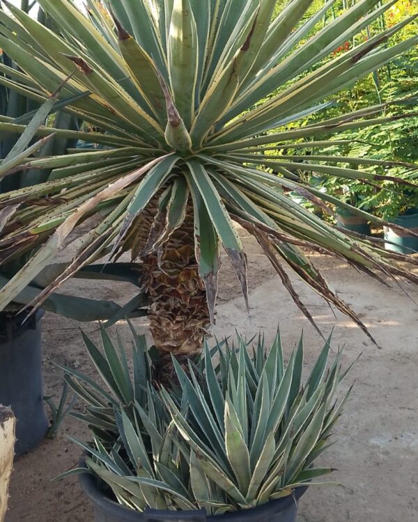 Agave varieties