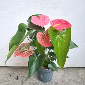 Anthurium andraeanum