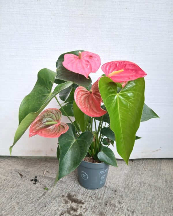 Anthurium andraeanum