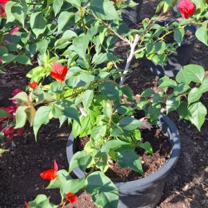 Bougainvillea glabra