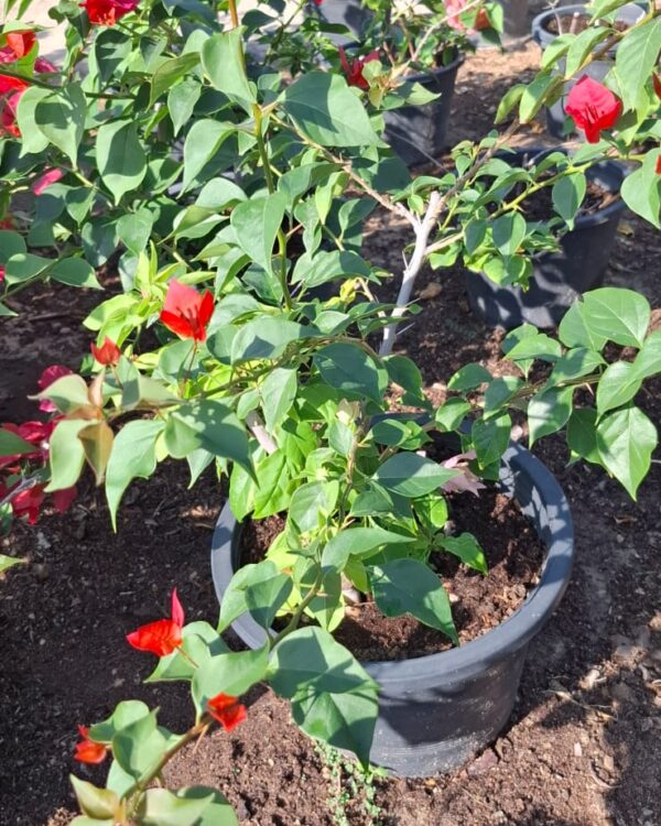 Bougainvillea