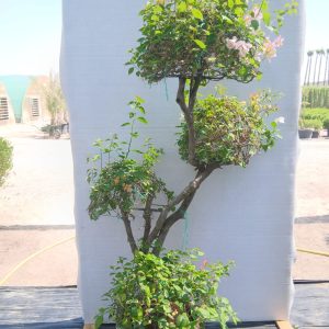 Bougainvillea spectabilis