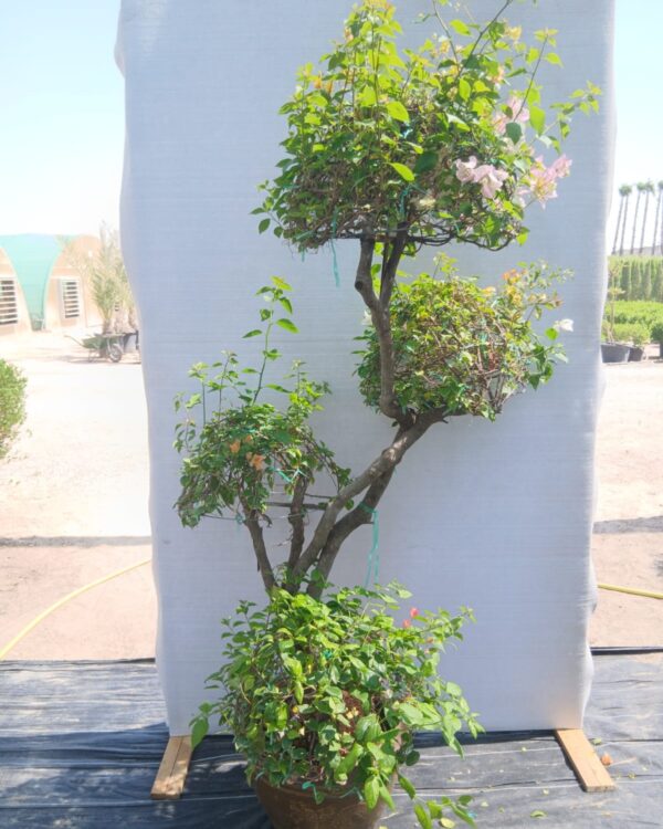 Bougainvillea