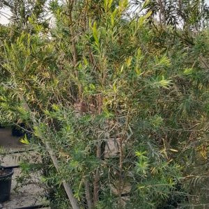 Callistemon citrinus