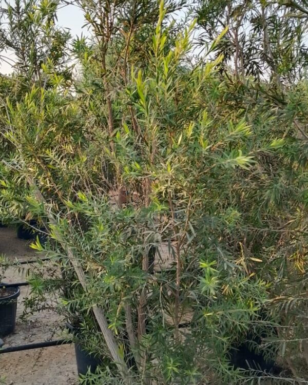 Callistemon citrinus