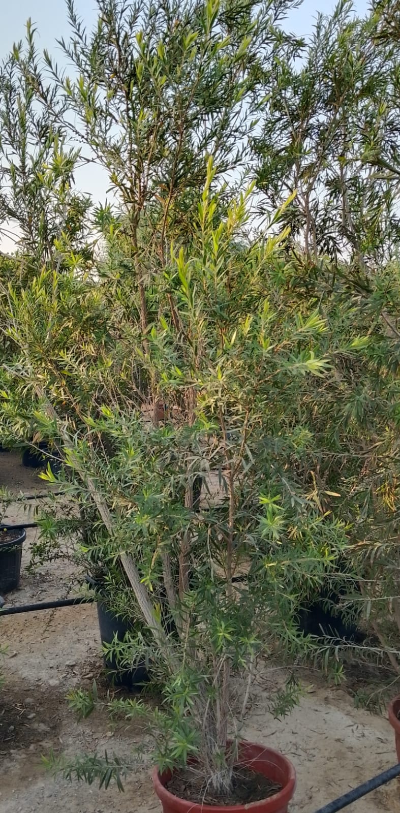 Callistemon citrinus