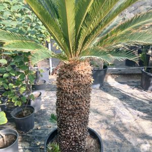 Cycas revoluta