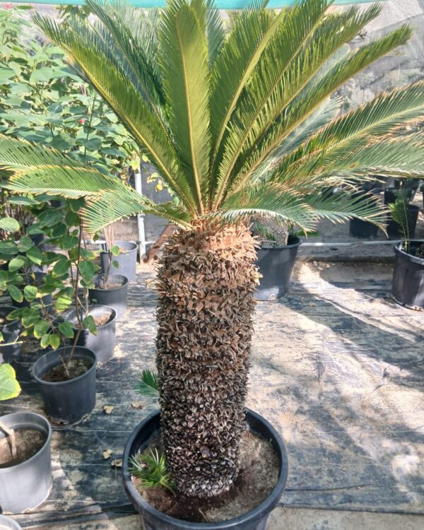Cycas