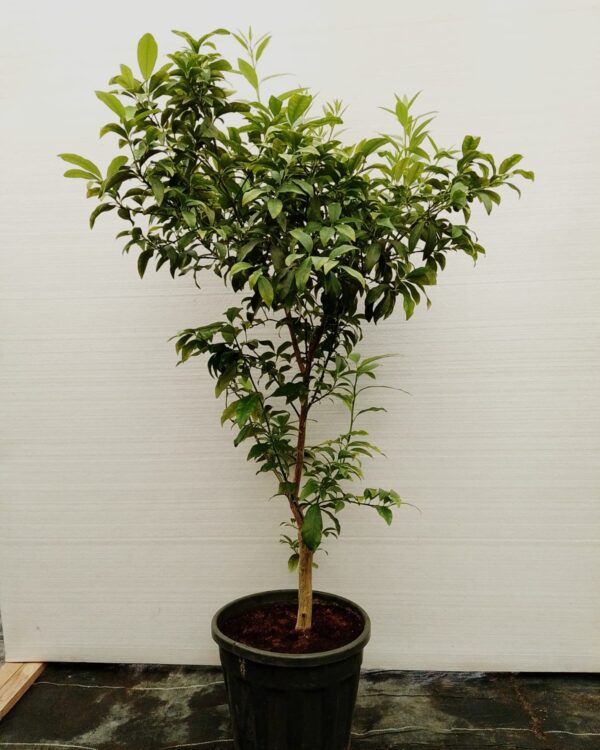 Kumquat