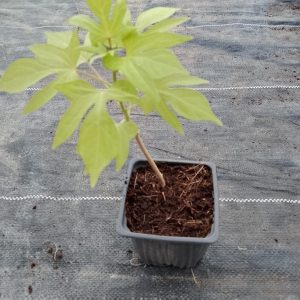 Ipomoea batatas (Yellow)