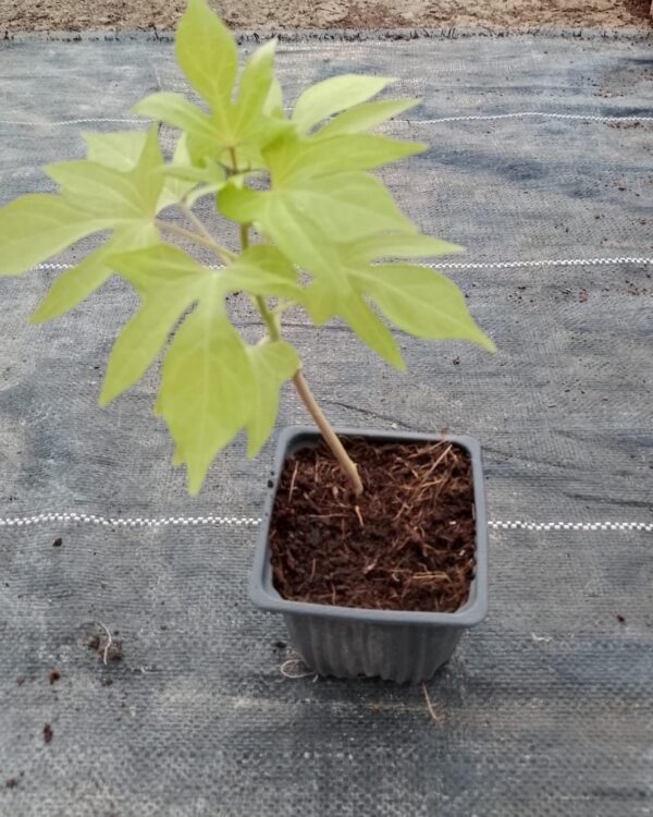 Ipomoea batatas (Yellow)