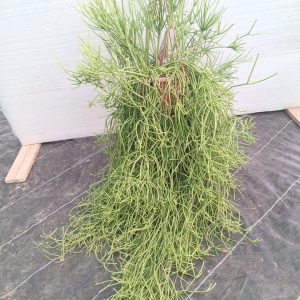 Rhipsalis cereuscula