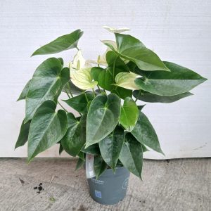 Anthurium andraeanum