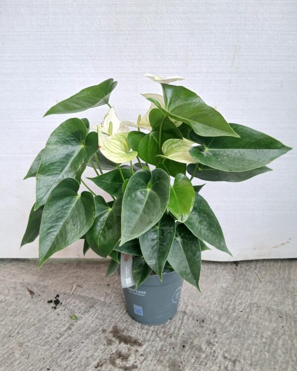 Anthurium andraeanum