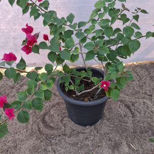 Bougainvillea glabra