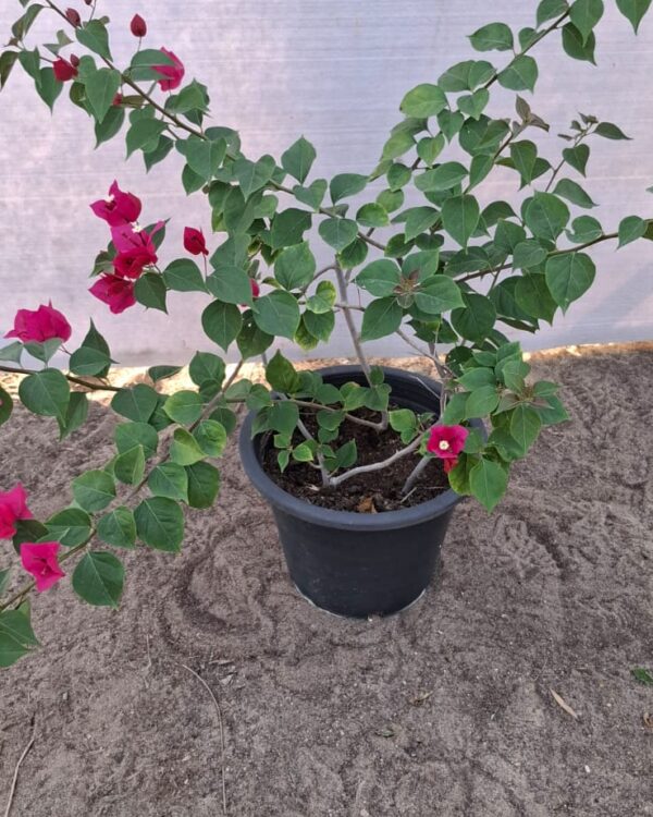 Bougainvillea