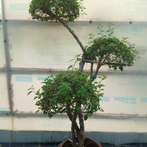 Bougainvillea spectabilis
