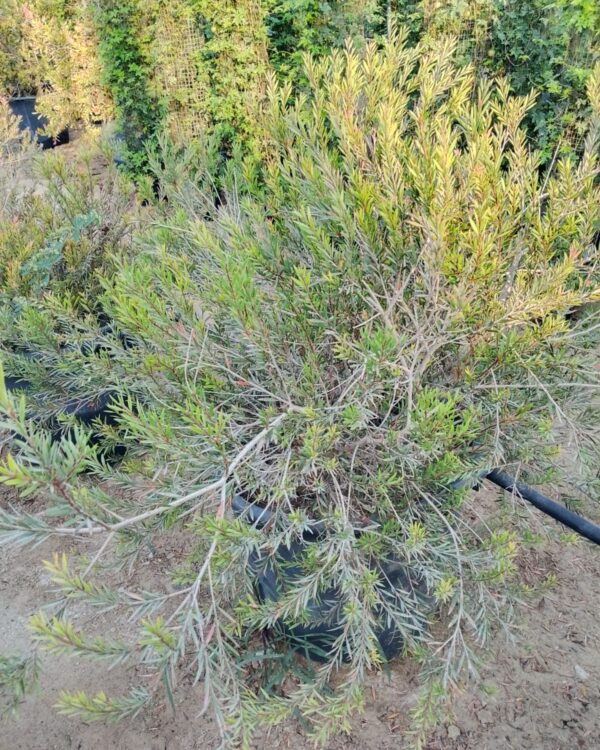 Callistemon citrinus