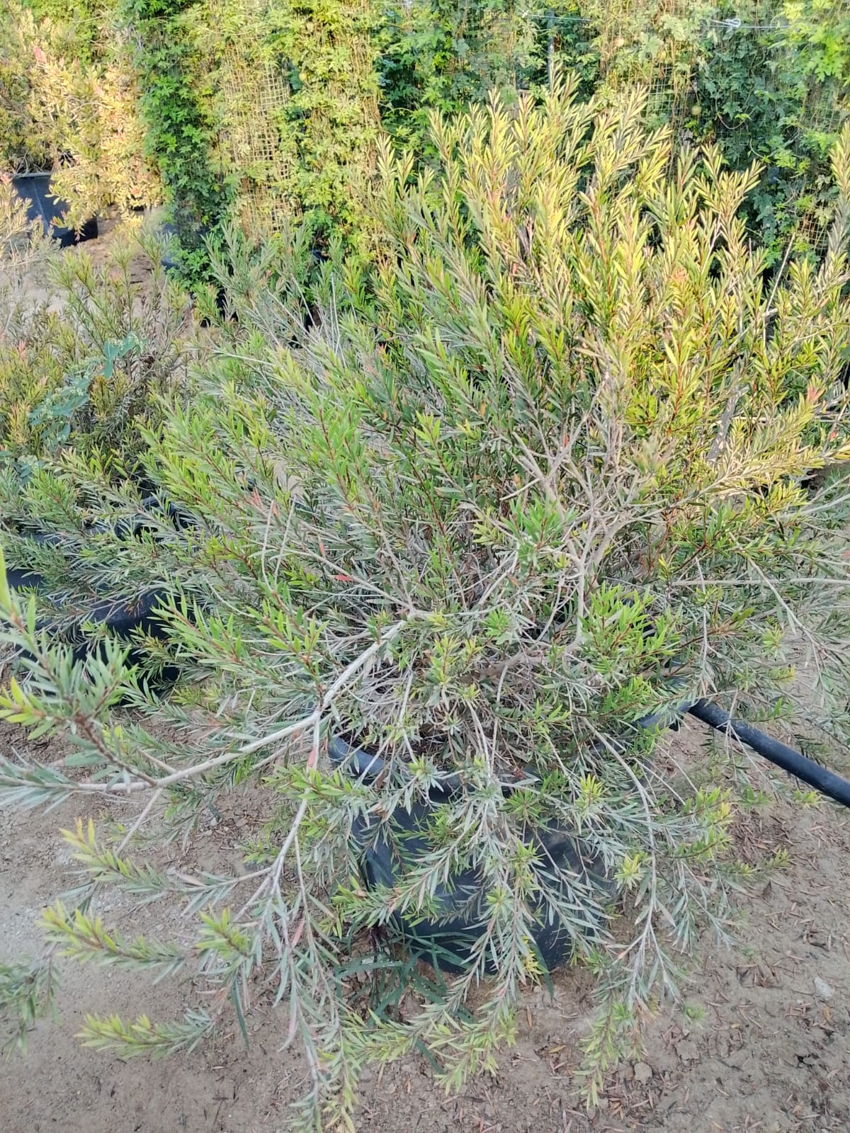 Callistemon citrinus