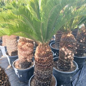 Cycas revoluta