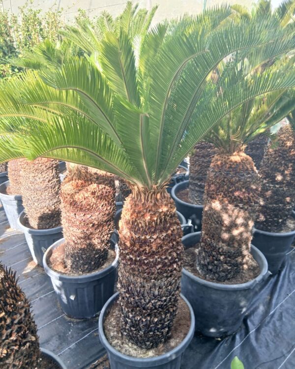Cycas