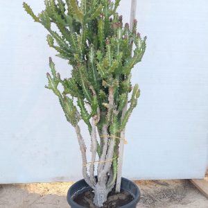 Euphorbia lactea