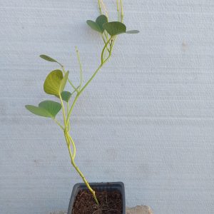Ipomoea biloba