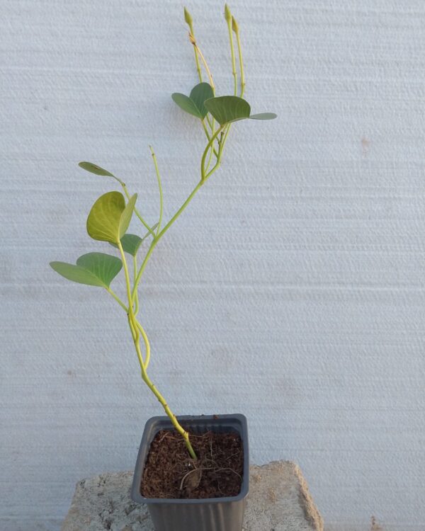 Ipomoea biloba