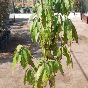 Mangifera indica