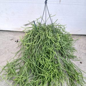 Rhipsalis cereuscula