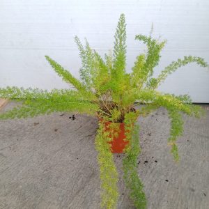 Asparagus densiflorus