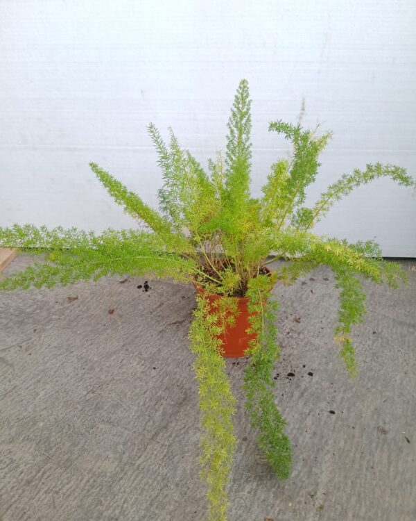 Asparagus densiflorus
