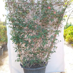 Bougainvillea glabra