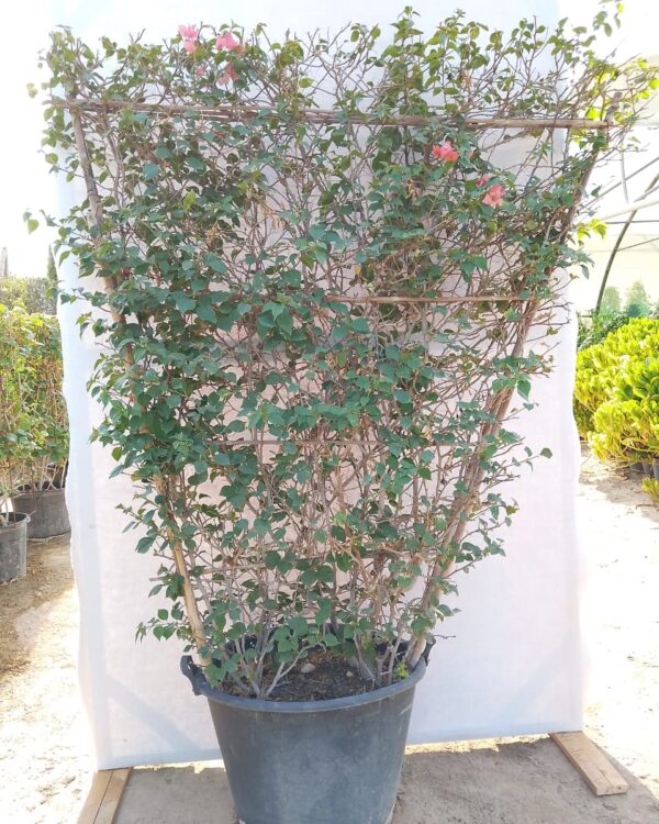 Bougainvillea