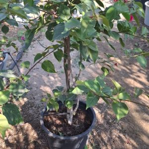 Bougainvillea glabra