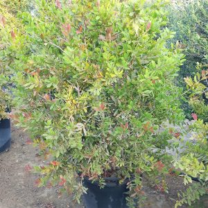 Callistemon viminalis