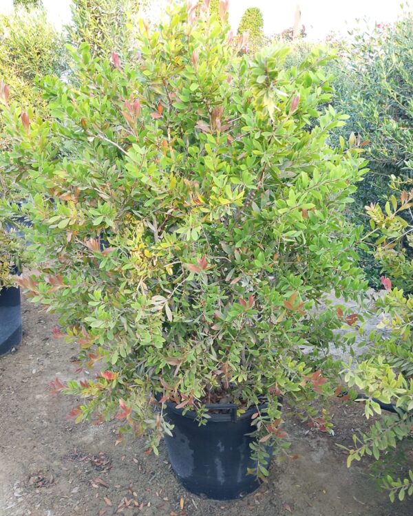 Callistemon viminalis