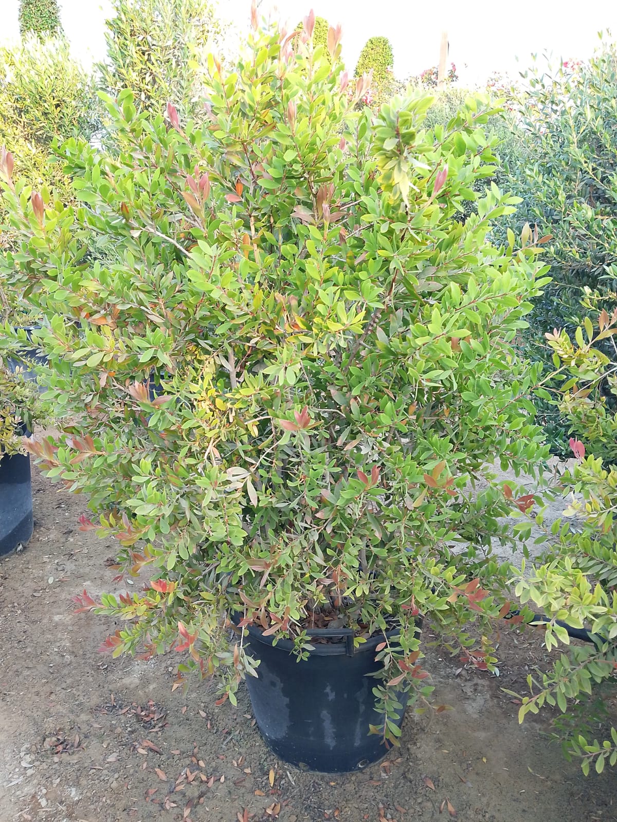 Callistemon viminalis