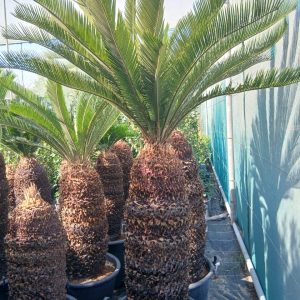 Cycas revoluta