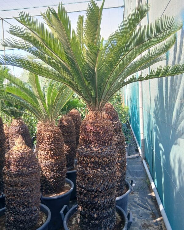 Cycas