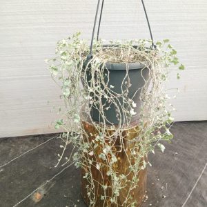 Dichondra argentea