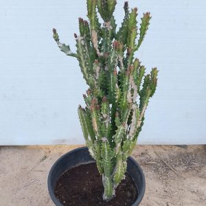 Euphorbia lactea