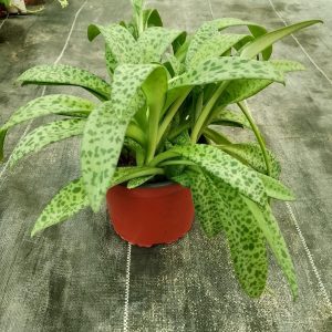 Ledebouria socialis