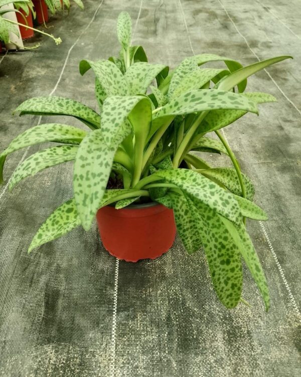 Ledebouria floribunda