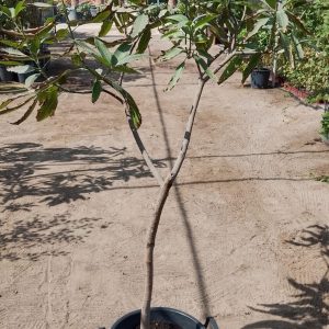 Mangifera indica