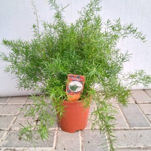 Asparagus densiflorus