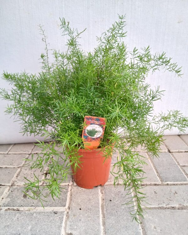 Asparagus densiflorus